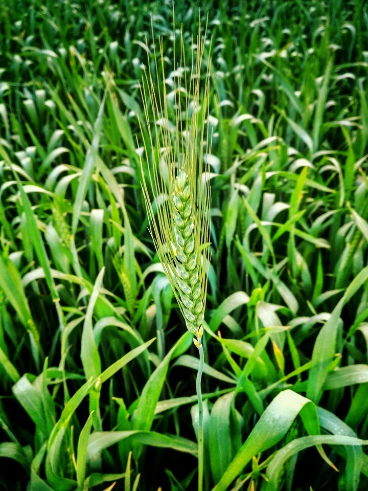 Wheat Grain