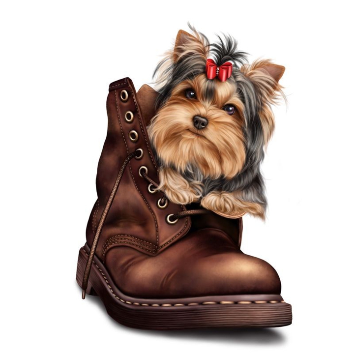 Little Dog In The Shoe