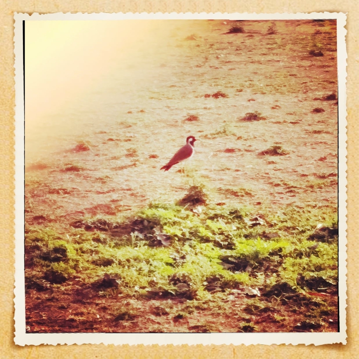 birds