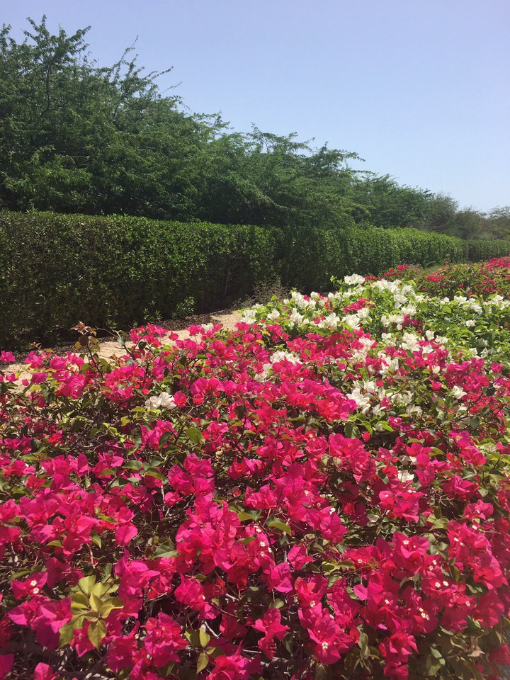 Kish island