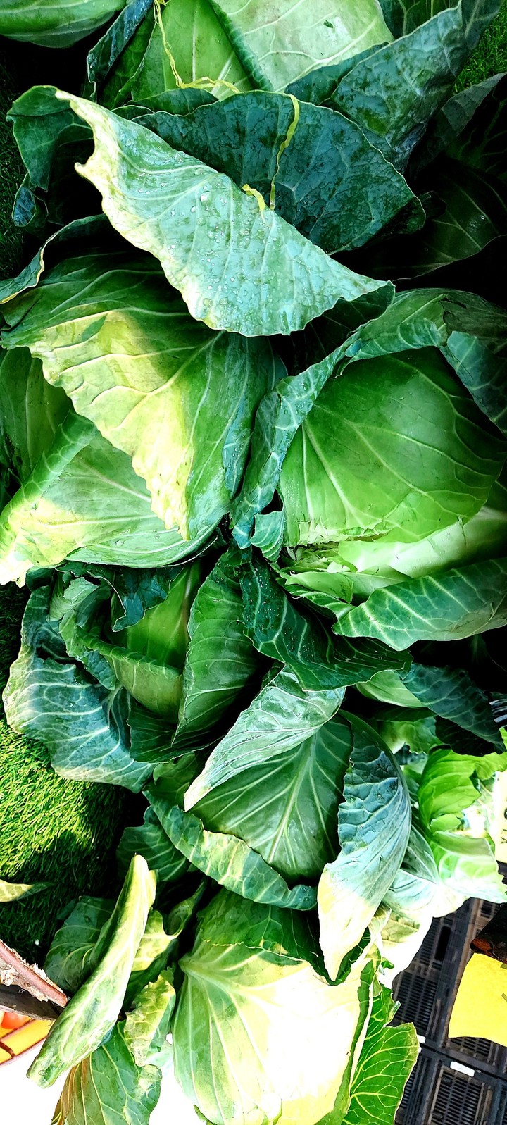 cabbage