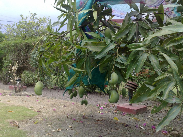 bikash bedardi
