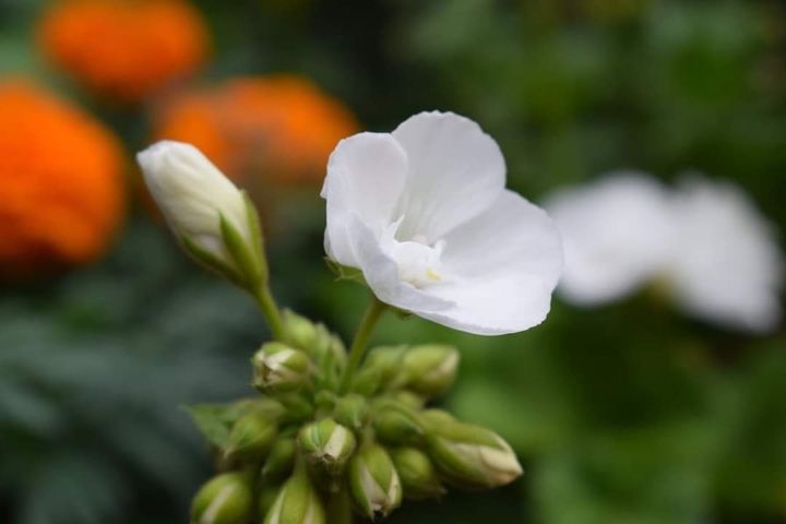 jasmine