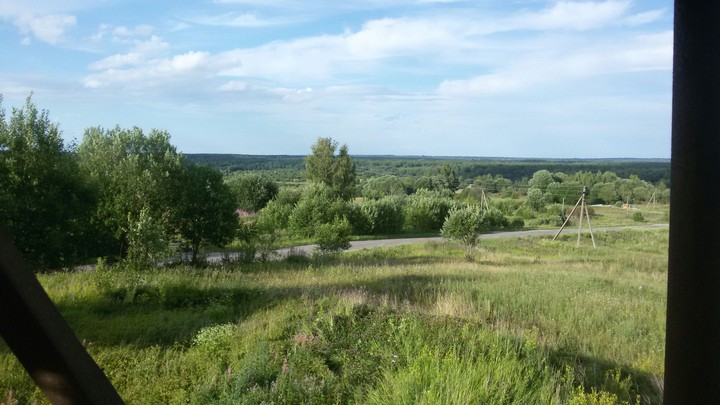 Forest in Russia