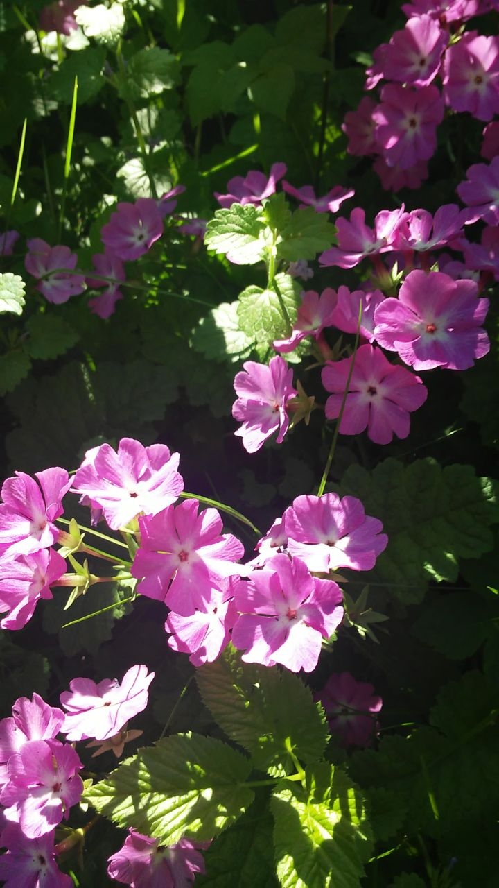 Flowers