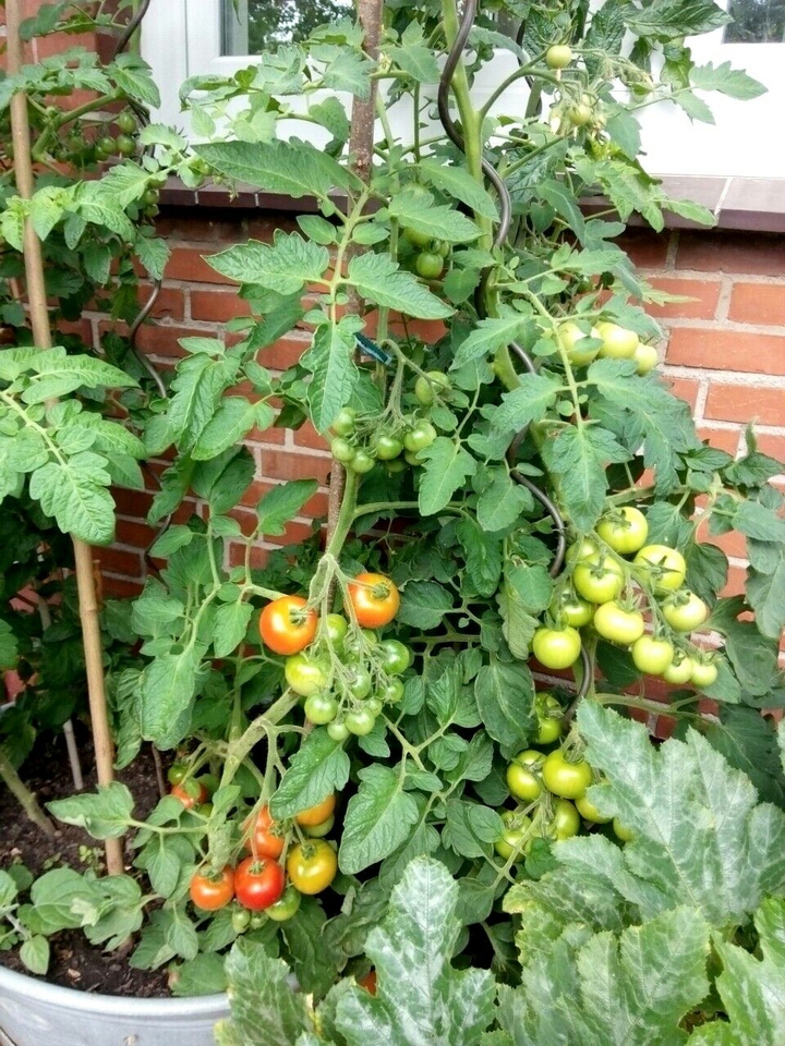 tomaten