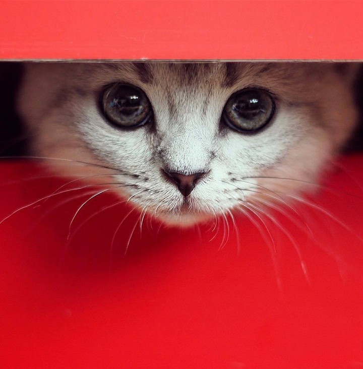 cat.. peep