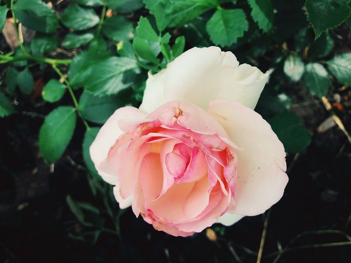 Rosa