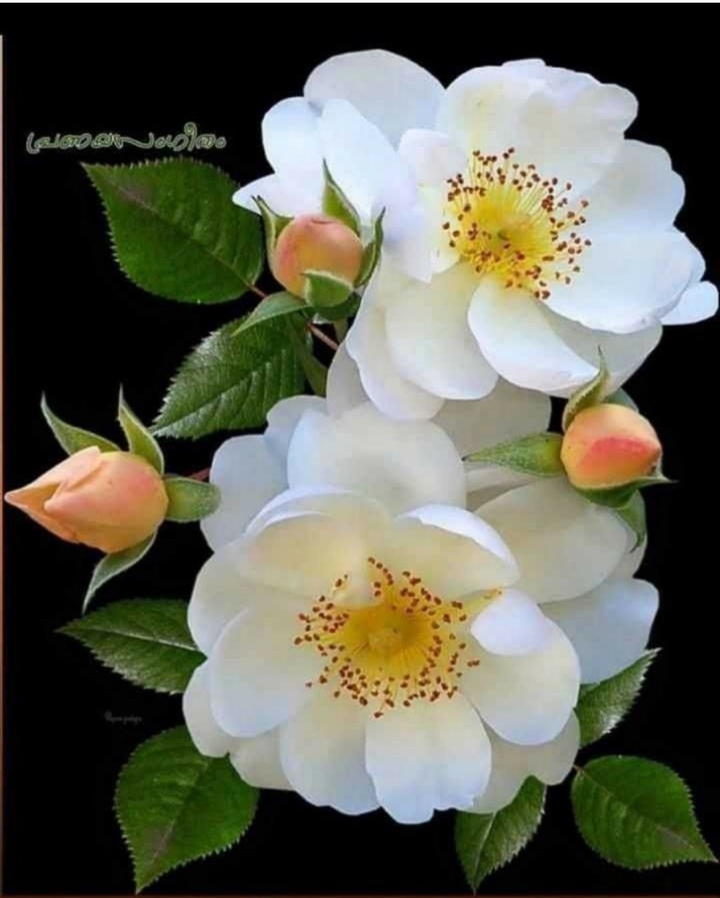 Beautiful