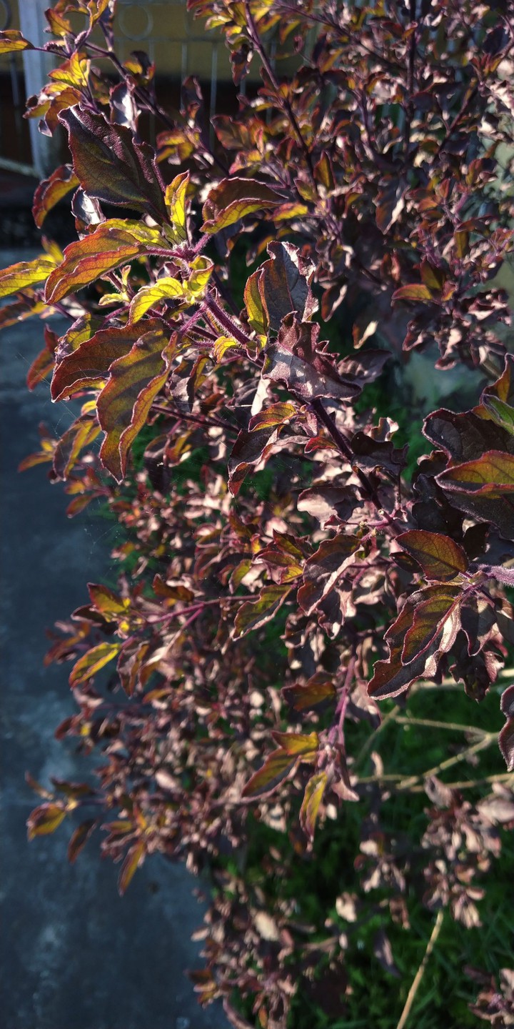 Sacred basil