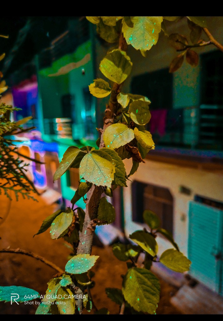 night photography of tree
