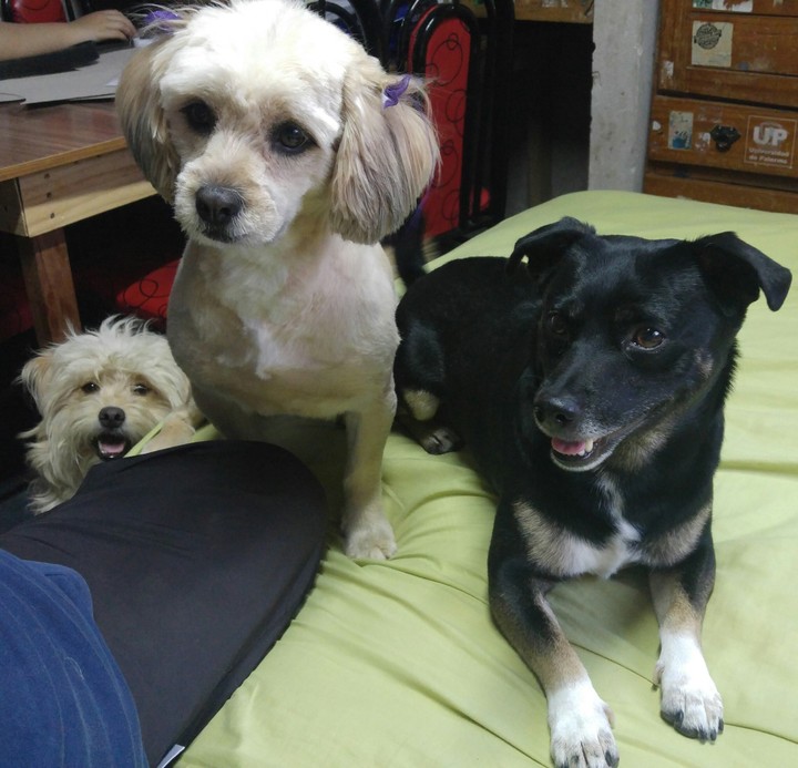 mis tres bbs