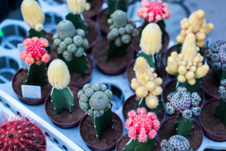 cactus