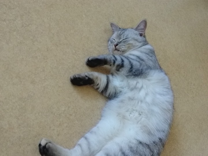cat