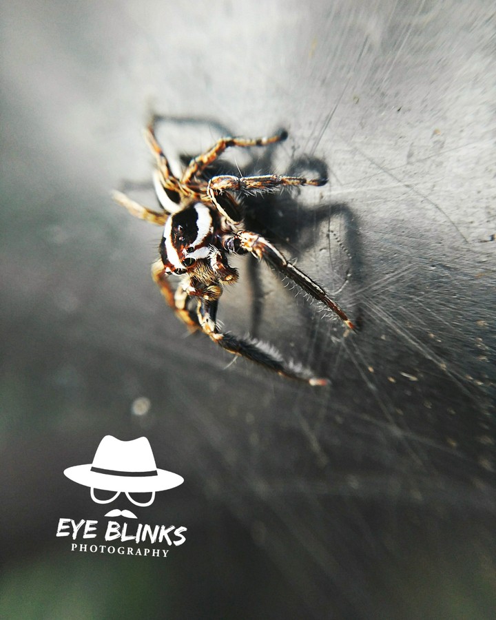 Spider