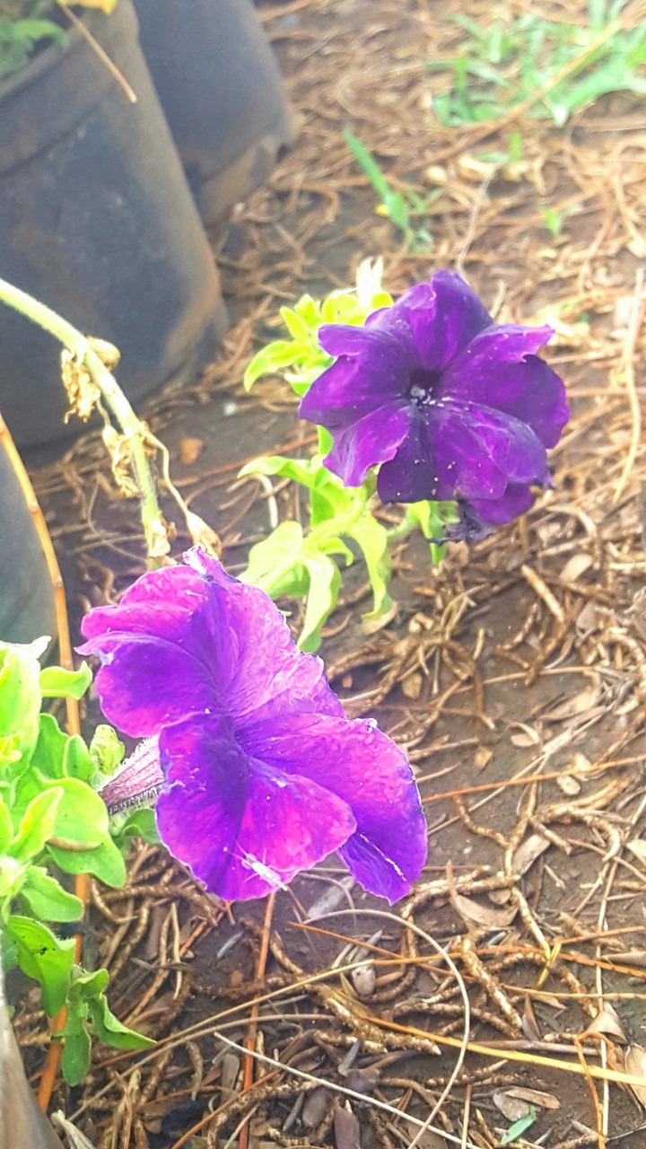 Purple Flower