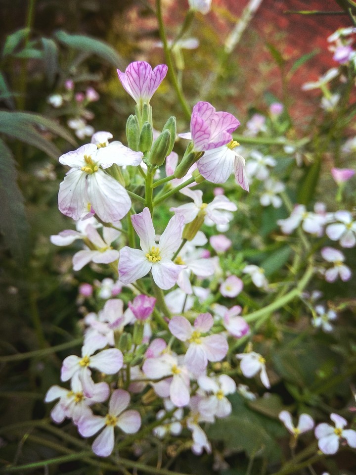 Flower