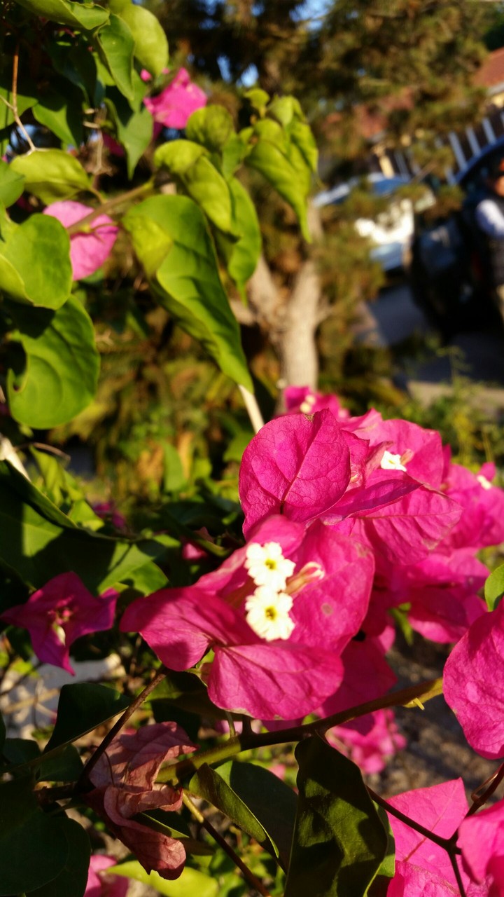 Paper Flower