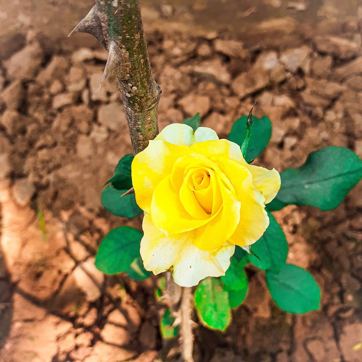 rose
