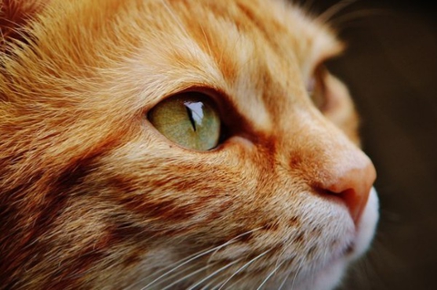 cat