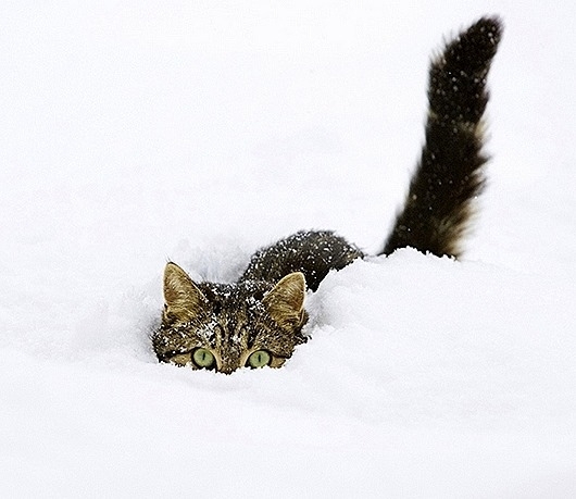 cat
