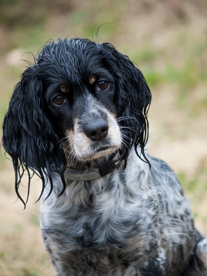 Russian Spaniel