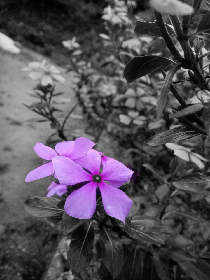BLACKFLOWER