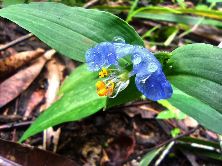 blue flower