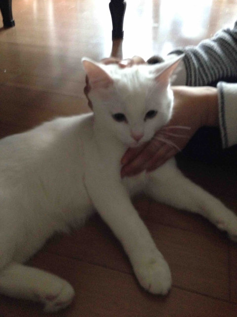 고양이