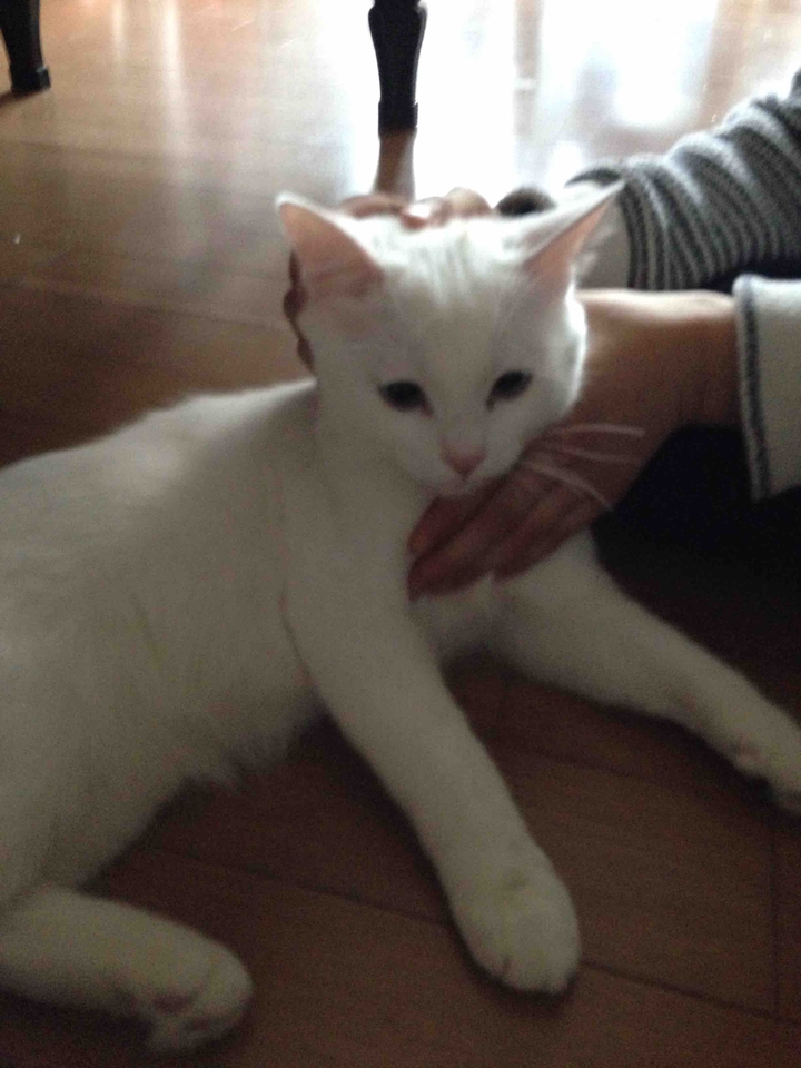 고양이