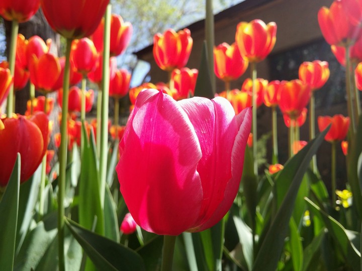 flower
