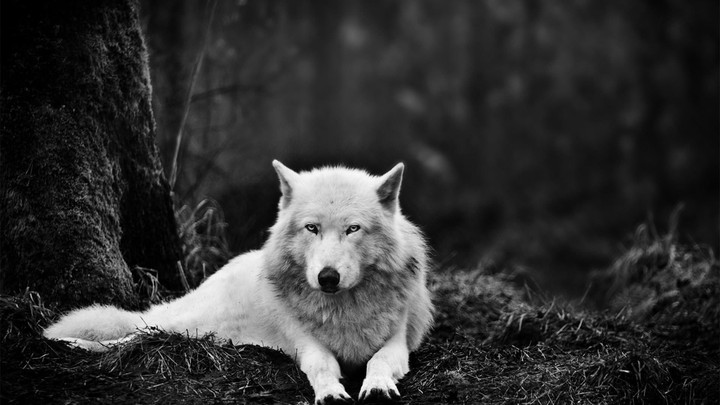 Wolf