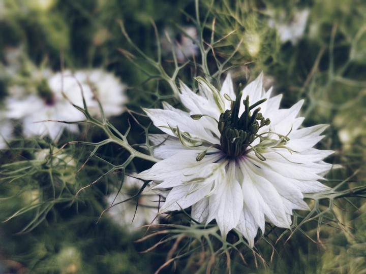 White Bloom