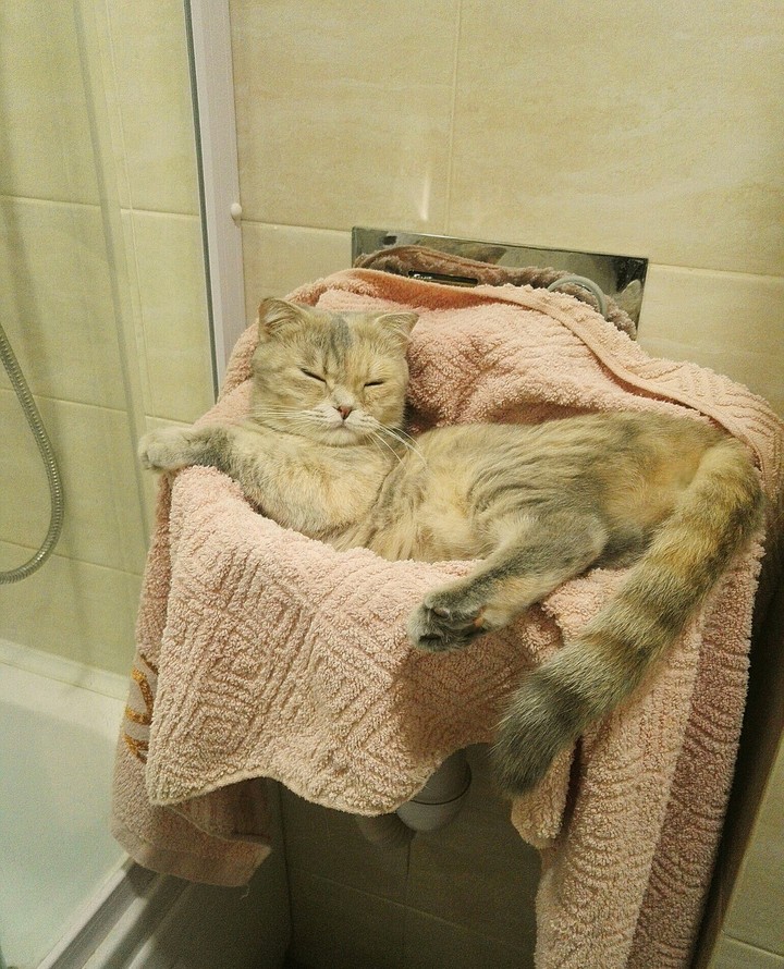 Котики в ванной