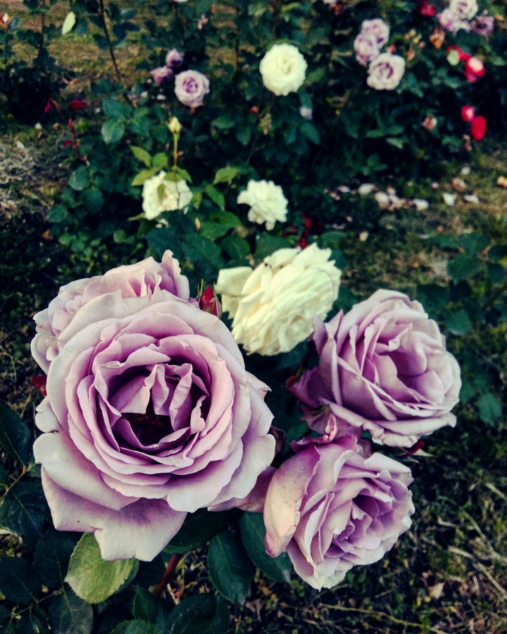 Roses