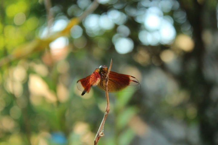 Dragonfly