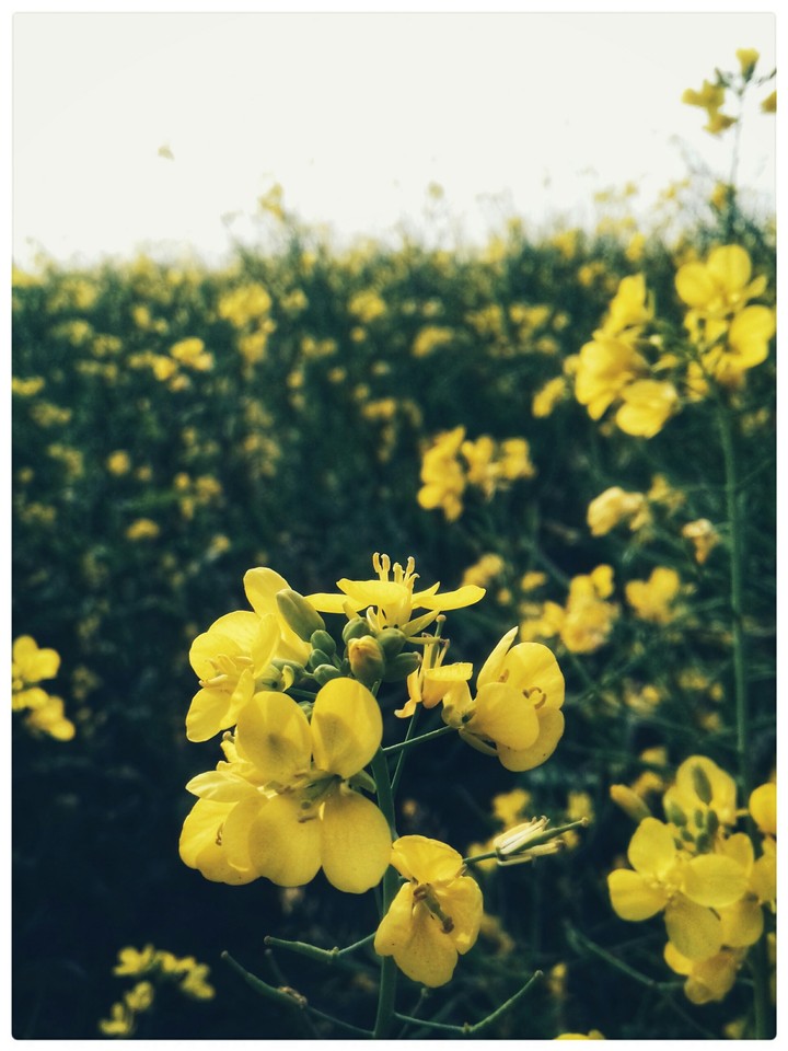 beautiful flowers