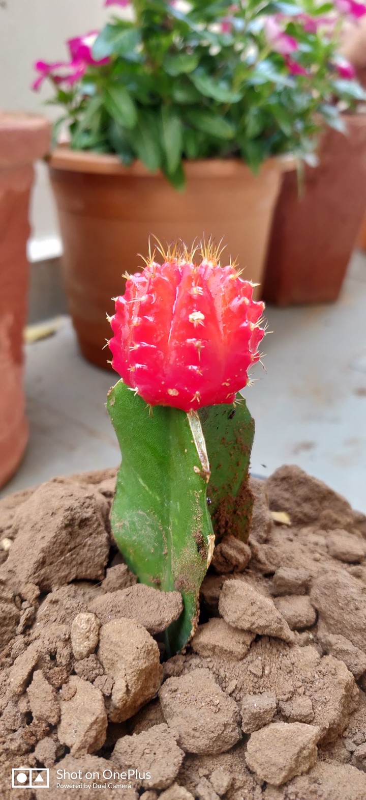 cactus