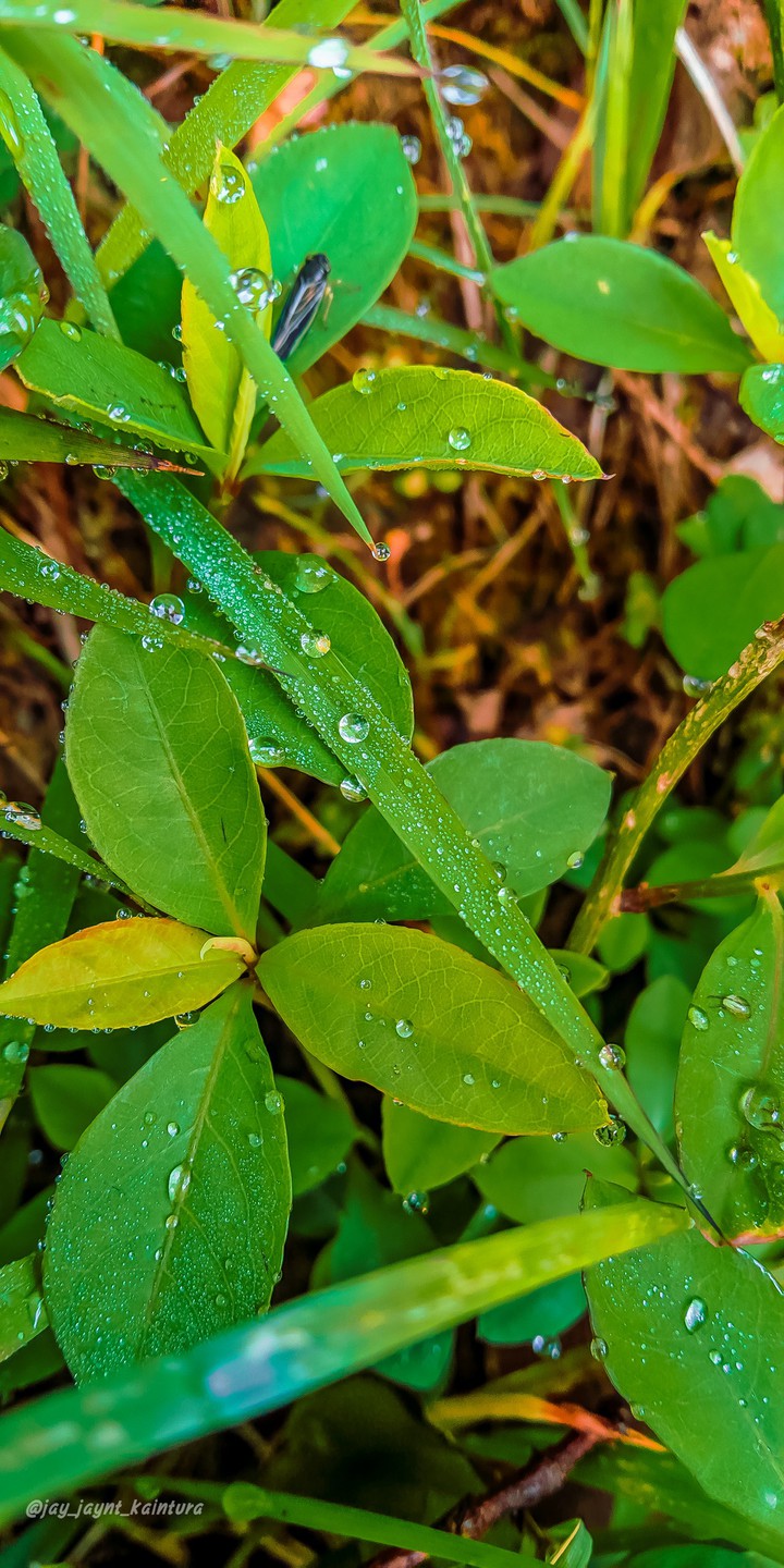 drops....