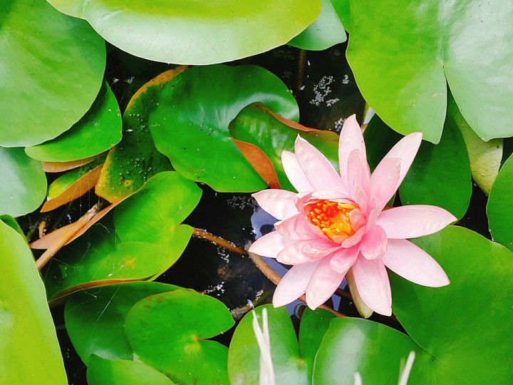 연꽃 (lotus flower)