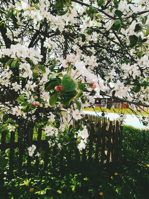 spring