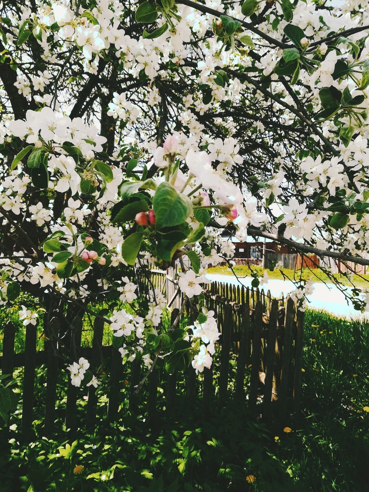 spring