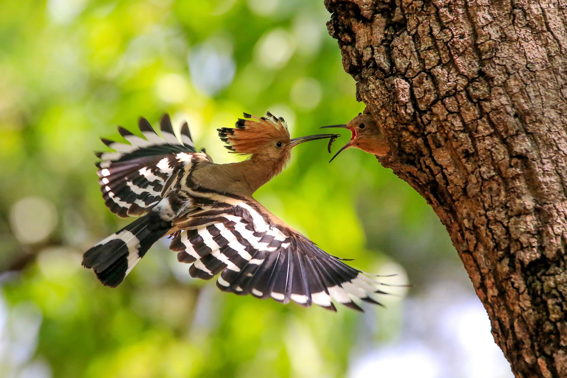 bird on the tree