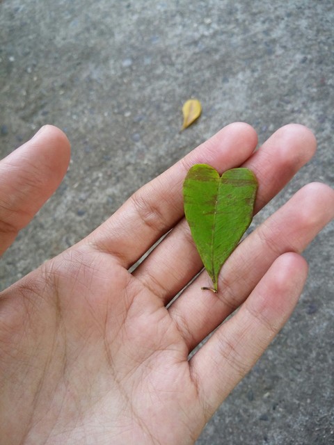 sfondi leaf, hand