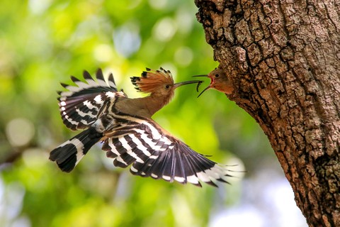 bird on the tree