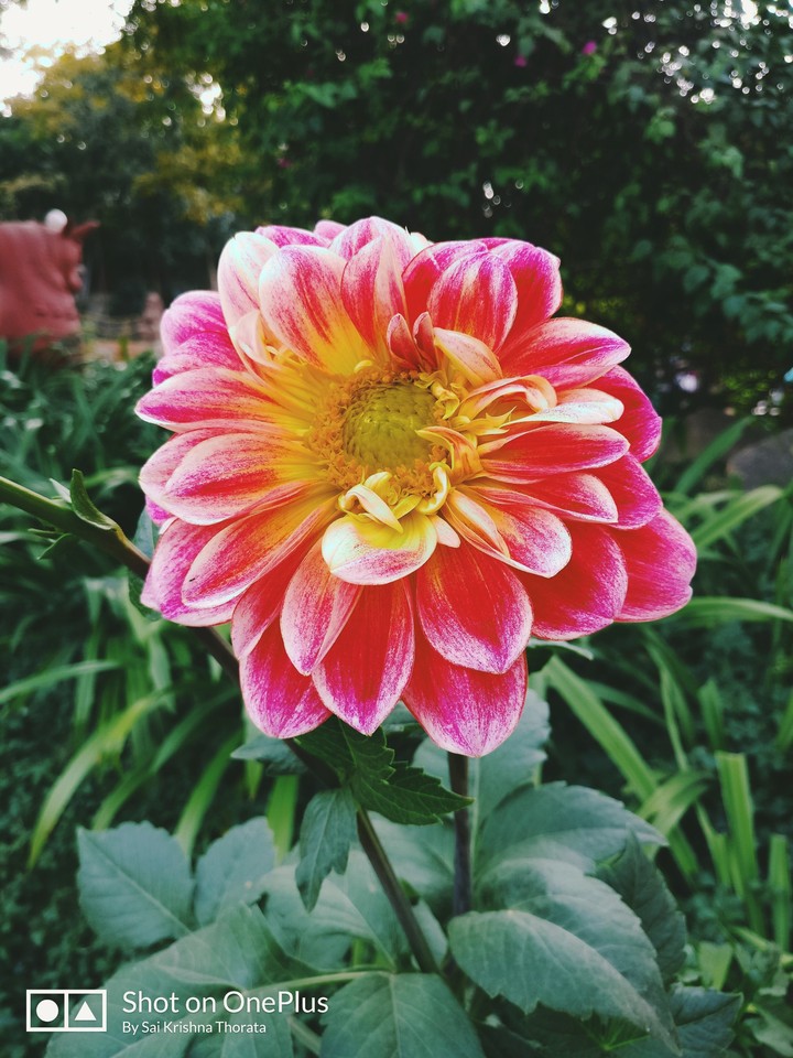 Blooming flower