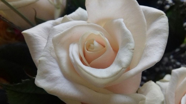 rose