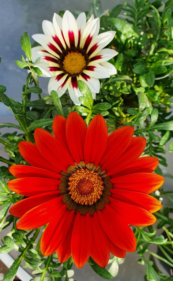Flower Power