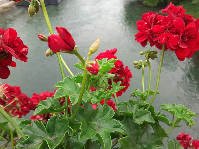 flowers