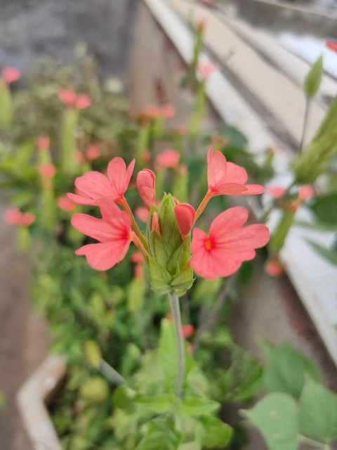 light Orange flower